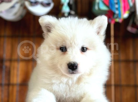 Ayı Yavrusu Samoyed A Kalite Irk