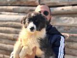 Dunyani̇n En Zeki̇ Irki Border Collie