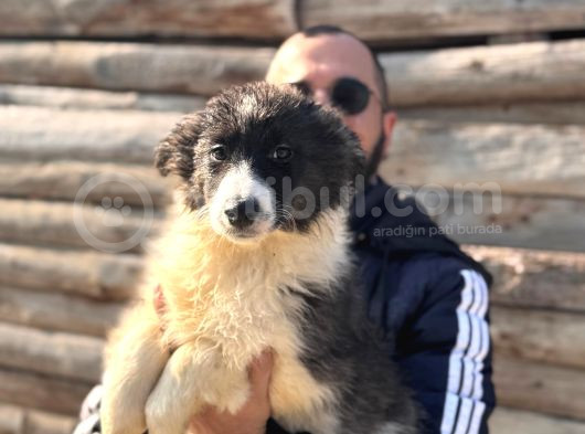 Dunyani̇n En Zeki̇ Irki Border Collie görsel