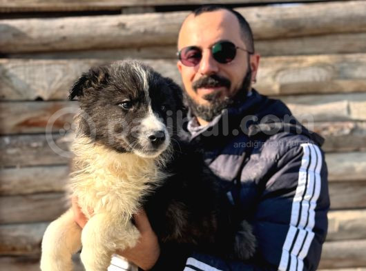 Dunyani̇n En Zeki̇ Irki Border Collie