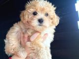 Veteriner Kontrollü Mini Maltipoo Yavrularımız