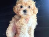 Veteriner kontrollü mini maltipoo yavrularımız