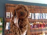 En zeki ırk secereli ve ped eğitimli toy poodle
