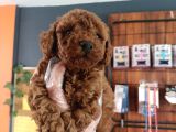 En Zeki Irk Secereli Ve Ped Eğitimli Toy Poodle