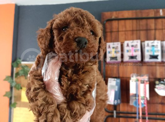 En Zeki Irk Secereli Ve Ped Eğitimli Toy Poodle görsel