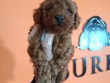 En Zeki Irk Secereli Ve Ped Eğitimli Toy Poodle