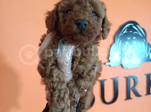 En Zeki Irk Secereli Ve Ped Eğitimli Toy Poodle görsel