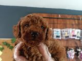 En Zeki Irk Secereli Ve Ped Eğitimli Toy Poodle