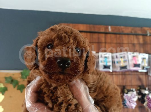 En Zeki Irk Secereli Ve Ped Eğitimli Toy Poodle görsel
