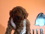 En Zeki Irk Secereli Ve Ped Eğitimli Toy Poodle