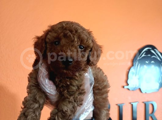 En Zeki Irk Secereli Ve Ped Eğitimli Toy Poodle görsel
