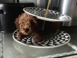 Toy Poodle Red Brown Erkek Yavrumuz Sahiplendirilecektir