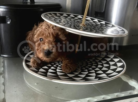 Toy Poodle Red Brown Erkek Yavrumuz Sahiplendirilecektir görsel