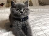 Safkan British Shorthair Yavrular