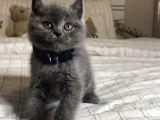 Safkan British Shorthair Yavrular