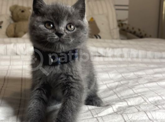 Safkan British Shorthair Yavrular görsel