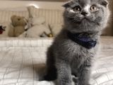 Safkan Scottish Fold Yavrular