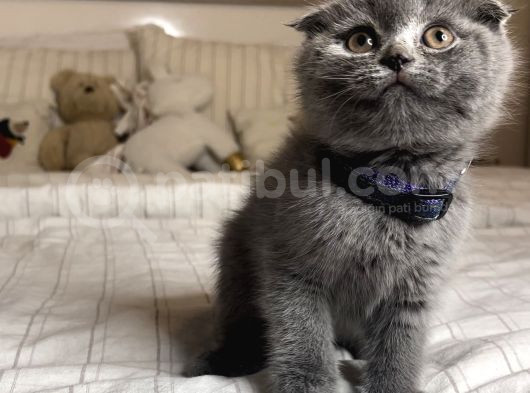 Safkan Scottish Fold Yavrular görsel