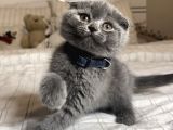 Safkan Scottish Fold Yavrular