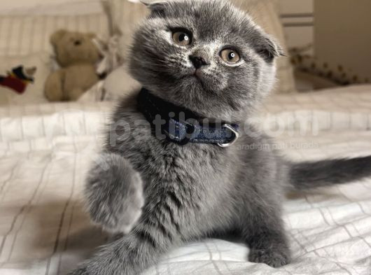 Safkan Scottish Fold Yavrular görsel