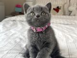 Safkan British Shorthair Yavrular
