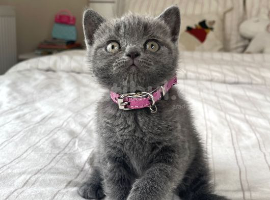 Safkan British Shorthair Yavrular görsel