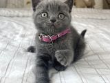 Safkan British Shorthair Yavrular