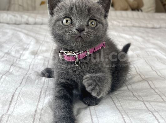 Safkan British Shorthair Yavrular görsel