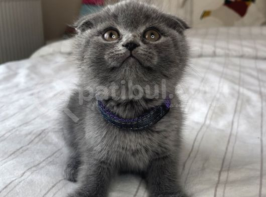 Safkan Scottish Fold Yavrular görsel