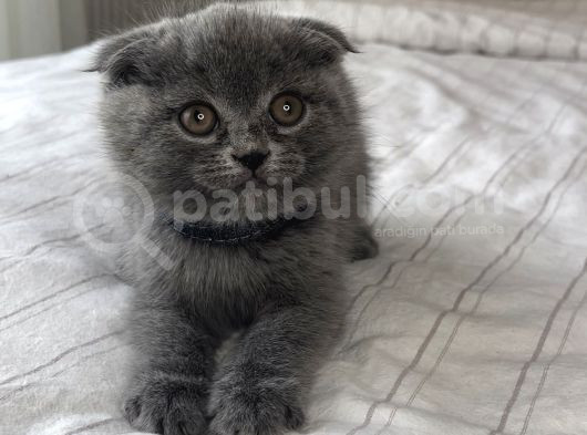 Safkan Scottish Fold Yavrular