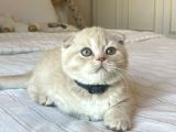 A kalite Scottish Fold Yavrular