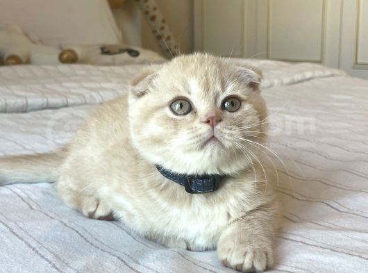 A Kalite Scottish Fold Yavrular