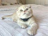 A Kalite Scottish Fold Yavrular