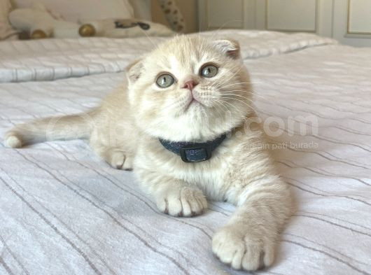 A Kalite Scottish Fold Yavrular görsel