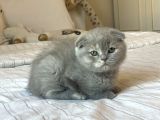 A Kalite Scottish Fold Yavrular