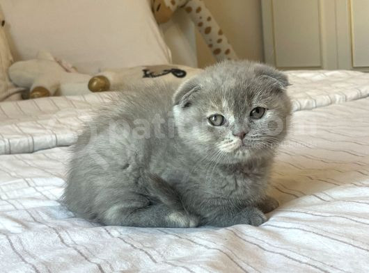 A Kalite Scottish Fold Yavrular görsel