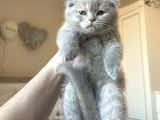 A Kalite Scottish Fold Yavrular