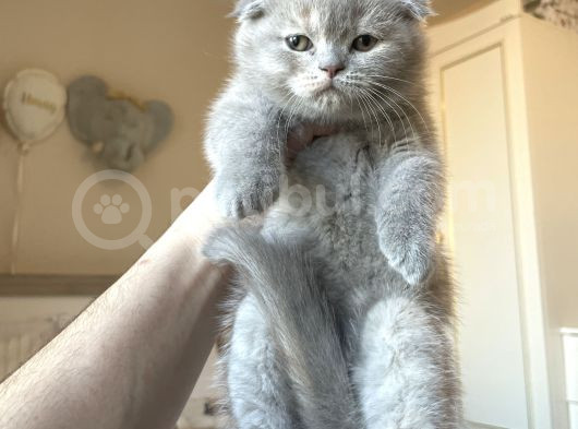 A Kalite Scottish Fold Yavrular görsel
