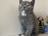 Safkan British Shorthair Yavrular