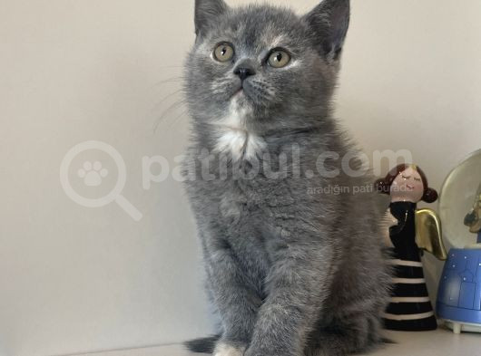 Safkan British Shorthair Yavrular görsel