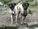 Anadolu Çoban Köpeği̇ Kangal Yavrular Hazir
