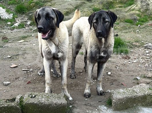 Anadolu Çoban Köpeği̇ Kangal Yavrular Hazir görsel