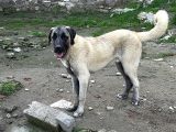Anadolu Çoban Köpeği̇ Kangal Yavrular Hazir