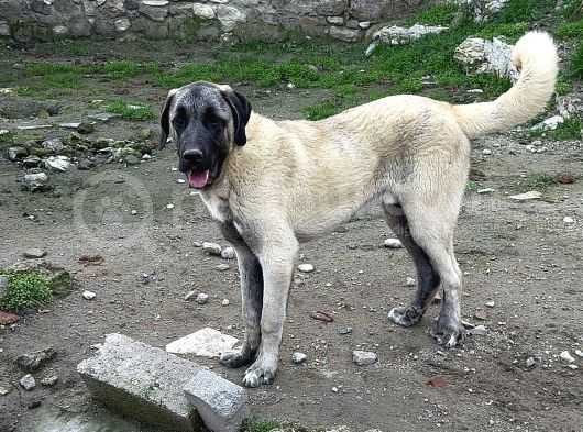 Anadolu Çoban Köpeği̇ Kangal Yavrular Hazir görsel