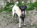 Anadolu Çoban Köpeği̇ Kangal Yavrular Hazir