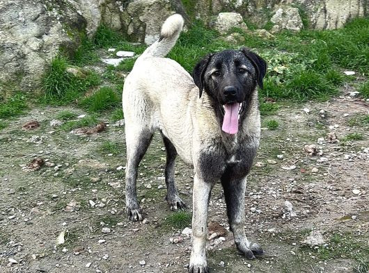 Anadolu Çoban Köpeği̇ Kangal Yavrular Hazir görsel