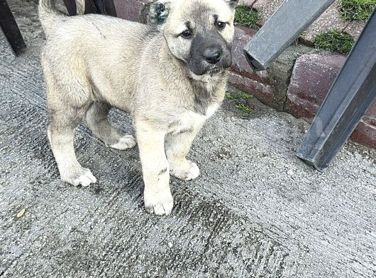 Anadolu Çoban Köpeği̇ Kangal Yavrular Hazir