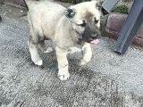 Anadolu Çoban Köpeği̇ Kangal Yavrular Hazir