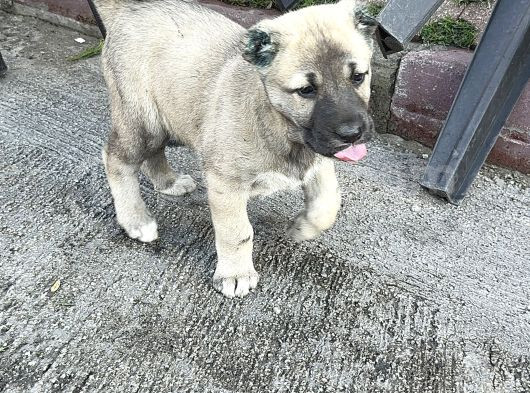 Anadolu Çoban Köpeği̇ Kangal Yavrular Hazir görsel