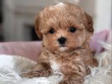 UKRAYNA GİRİŞLİ MALTİPOO BEBEKLER